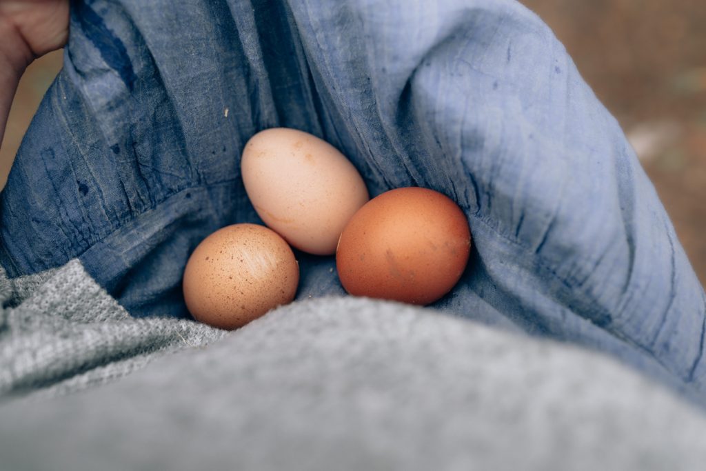 a dress raised up to hold three fresh brown eggs