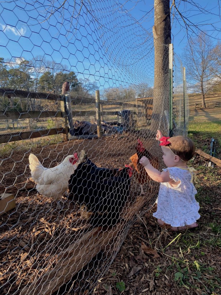 a little girl peeking through chicken wire at backyard chickens