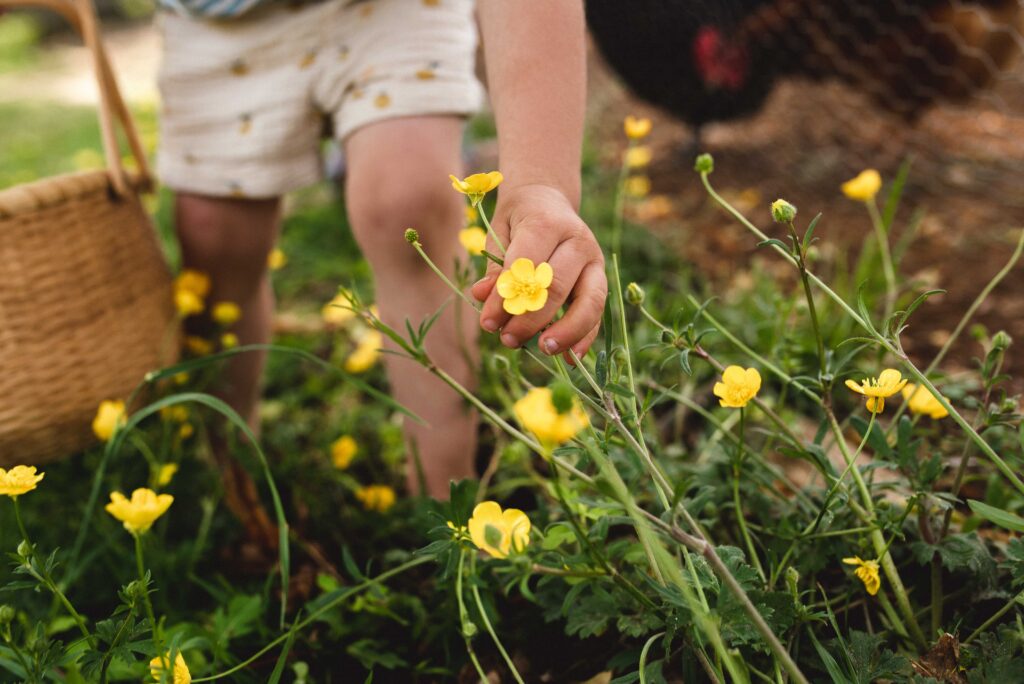 a little child's hand holding a basket and picking buttercup flowers