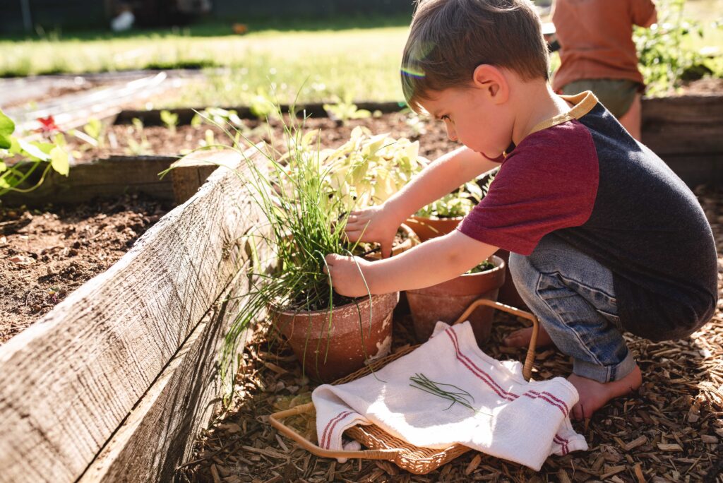 a little boy snipping chives out of a container garden into a basket with a farmhouse tea towel