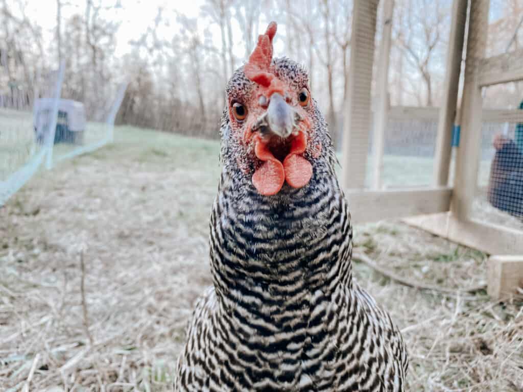 how many backyard chickens should i get the right way to calculate